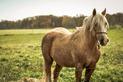 A beautiful light-colored horse standing in a green field, photographed by Justin Adelmann, capturing the serenity of rural life