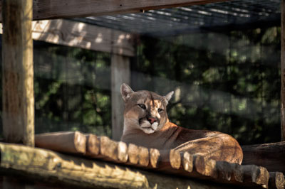 A cougar lounging gracefully on a wooden platform, surrounded by dappled sunlight and enclosed in a naturalistic setting.